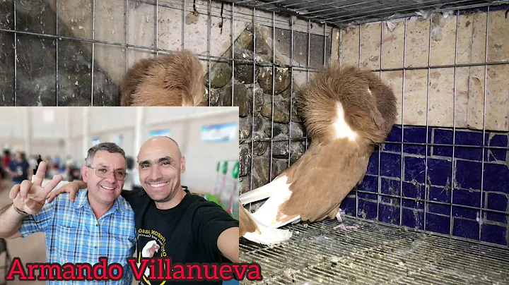 Las mejores palomas PALOMAR JORGE CASTELLANOS