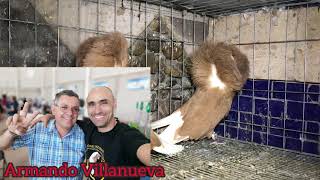 Las mejores palomas PALOMAR JORGE CASTELLANOS