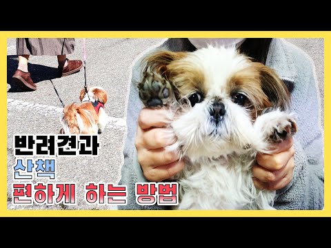 강아지 산책 고민이세요?🐾 고민해결🐶 self, beauty, pet, dog, grooming, walk a dog