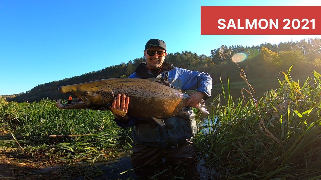 Lašišų žvejyba 2021. Pirmas ištrauktas patinas / Salmon fishing in Lithuania