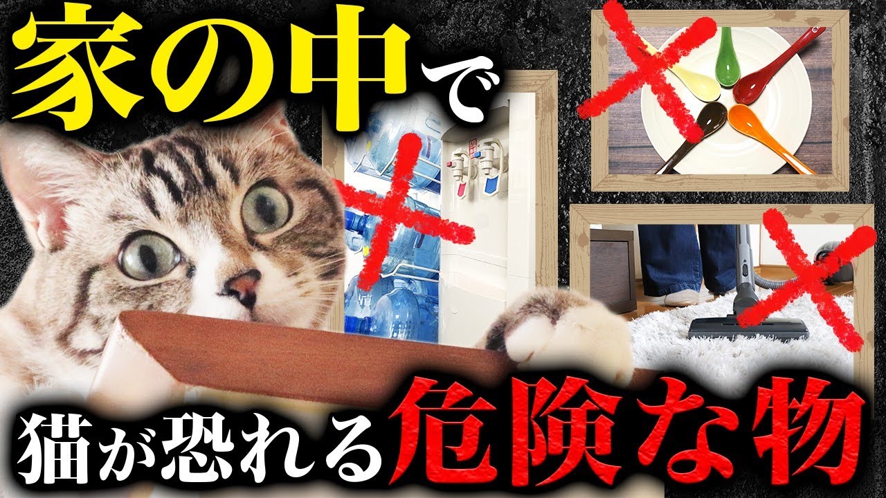 【猫目線で発見!!】普段使ってる何気ない物が猫にとっては危険な理由…
