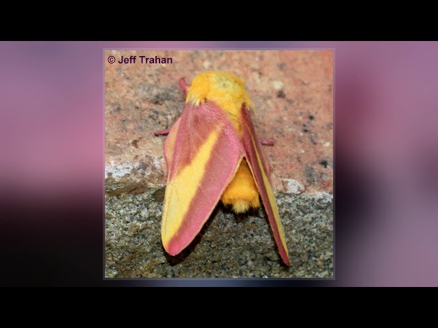 Rosy maple moth Dryocampa rubicunda (Fabricius, 1793)