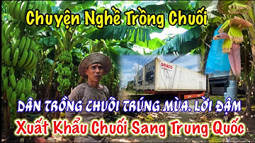 Lạc vào rừng chuối bên dưới núi lửa, nghe anh chủ vườn kể chuyện trồng chuối cấy mô.