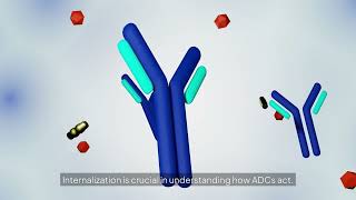 Key ADC In Vitro Assays for Preclinical Screening