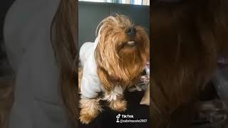 Funny Smily Dog Funny animals Yorkie
