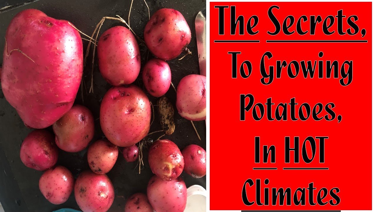 The Secrets To Growing Potatoes In Hot Climates YouTube