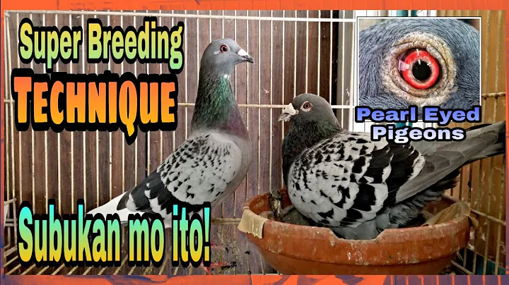 Perfect Breeding Technique for Racing Pigeons /Super Tip - DayDayNews