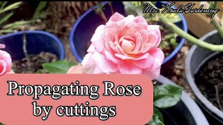 Propagating Rose Cuttings in Different Ways || How to?