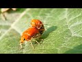 Aulacophora femoralis beetles || Nature's sign