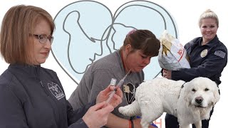 Post Falls Pet Vaccine Clinic and Food Bank