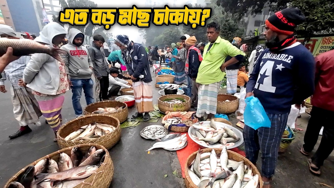 বড় সাইজের রুই কাতলা আইর পাঙ্গাস চিতল বোয়াল ইলিশে ভরা আনসার ক্যাম্প বাজার | Ansar Camp Fish Market