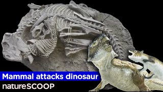 Rare Fossil Shows Mammal Attacking a Dinosaur