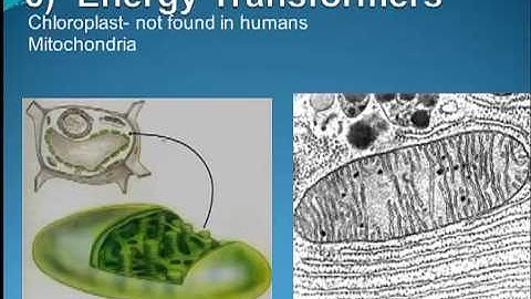 A&P Chapter 3 -Cell Structure and Function