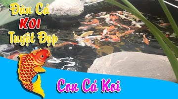 Đàn Cá Koi Tuyệt Đẹp Đầy Sắc Màu Trong Vườn Koi | Con Gì Đây