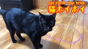 猫ホイホイ Youtube