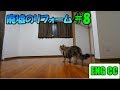 ＤＩＹで廃墟を大改造！＃8　窓部の仕上げ＆様子を見に来た猫達【Eng CC】