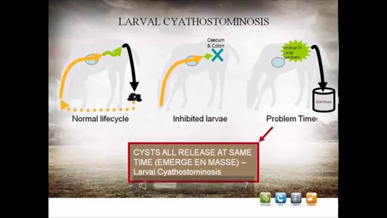 Encysted Small Redworm in Horses YouTube