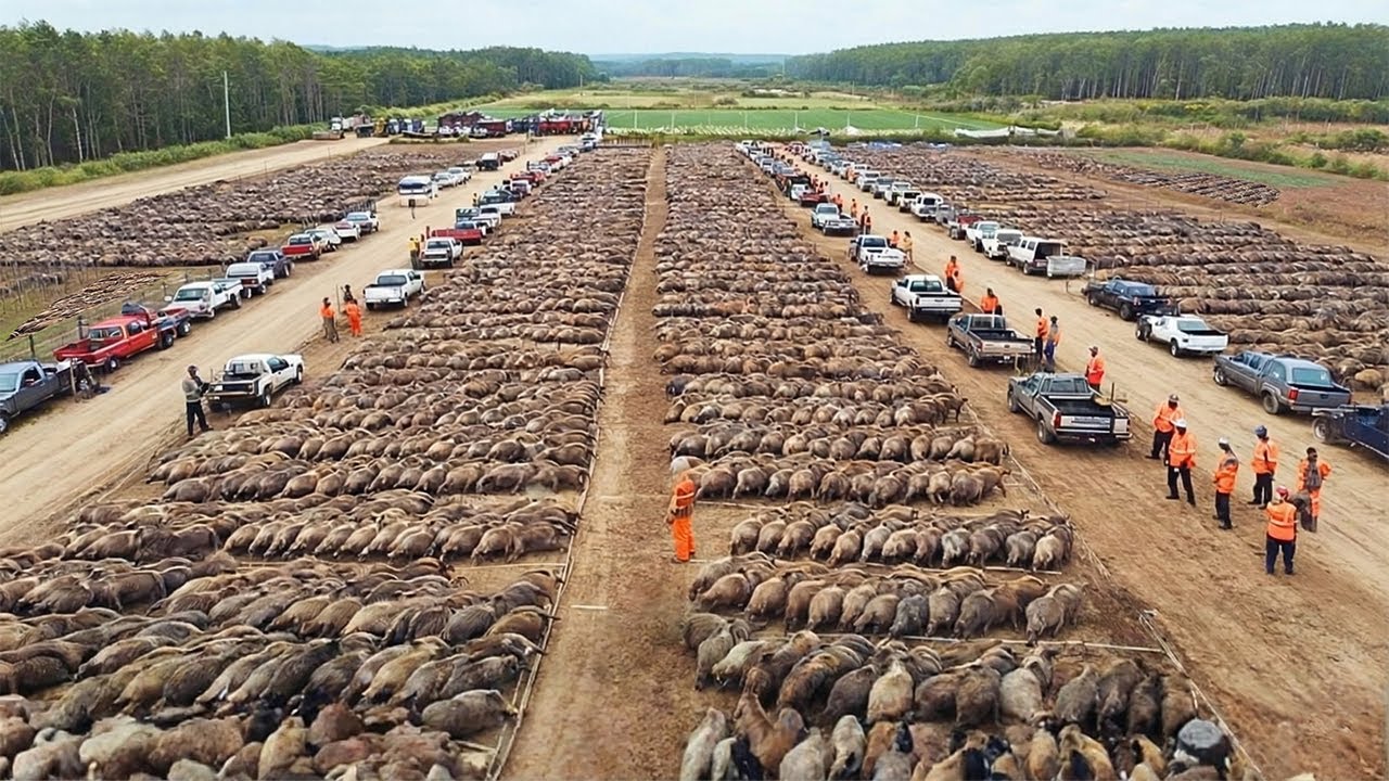 Cara Gila Amerika Musnahkan Jutaan Babi Liar Di Negaranya