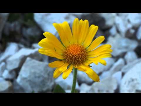 Vídeo: Doronicum Kolyumna