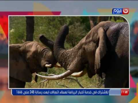 أفريقيا بشكل مختلف مع جلال علام فقط في مواقف وطرائف