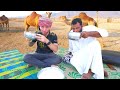 Drinking raw camel milk milking camels in salalah oman