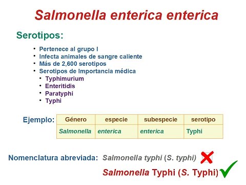 Vídeo: Caracterización De Salmonella Dublin Aislada De Huéspedes Bovinos Y Humanos