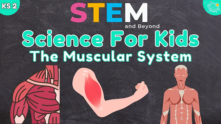 The Muscular System | KS2 Science | STEM and Beyond