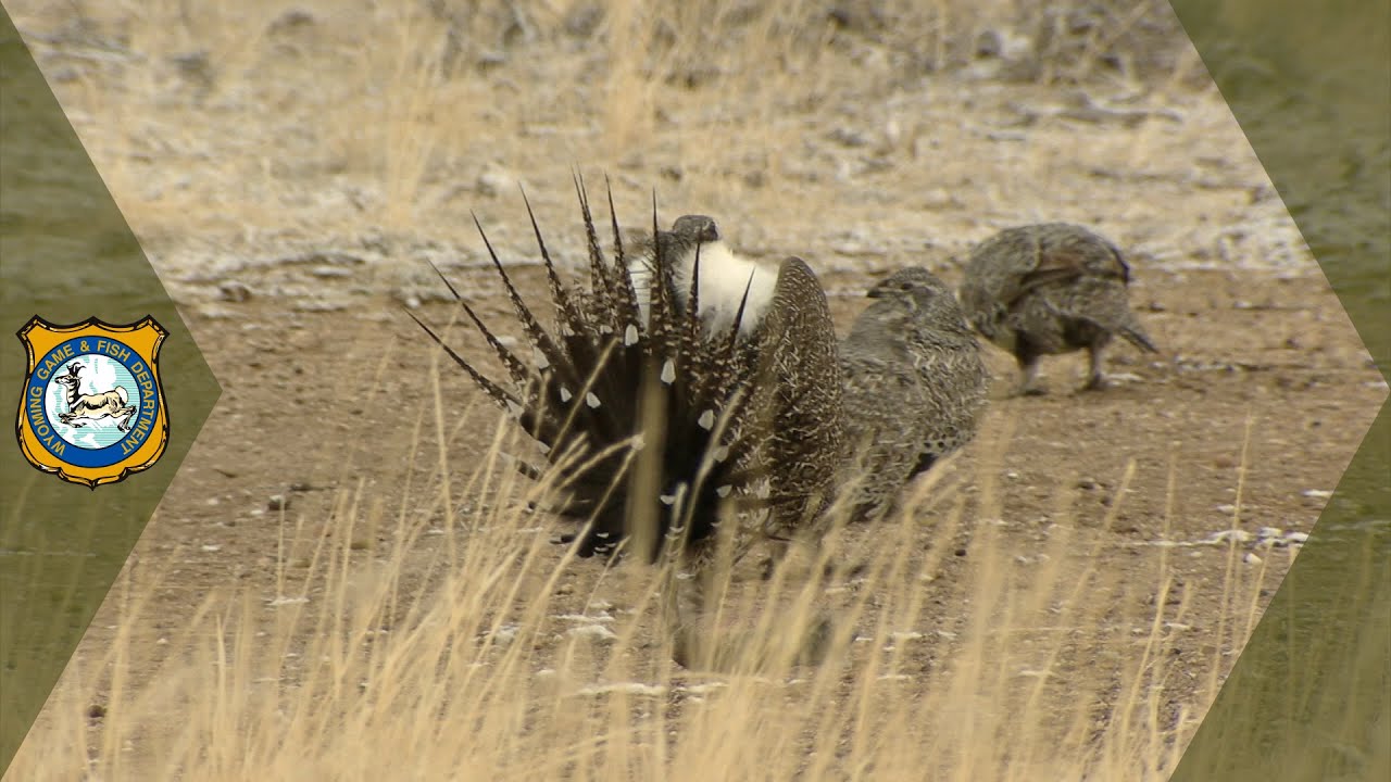 2024 Sage Grouse Lek Attendance