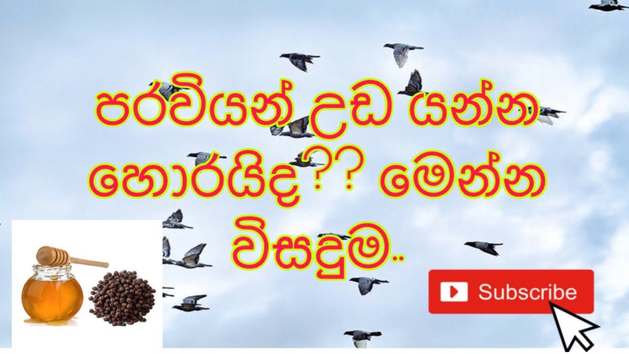 පරවියන් උඩ එලවගන්න සුපිරි අත් බෙහෙතක්..🕊
