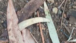 Aussie Creepy Crawlies. 2Imch Bull Ant Nest.they Bite They Hurt Thats From Experience