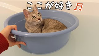 お風呂が好きすぎて動かない猫