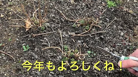 【簡単ガーデニング】春の宿根草/ お庭の簡単お手入れ/ 一年草や球根も春待ち顔