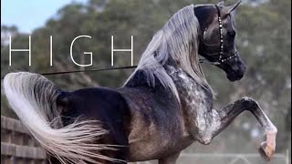 High || Arabian Horse Music Video ||