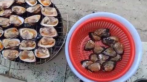 #55 Sườn bò hầm | cá thác lác rút xương chiên giòn | sò lông nướng mỡ hành | trốn cô vy