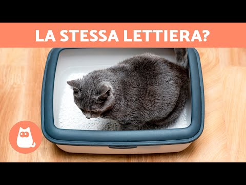 Video: 2 gatti possono condividere una lettiera?