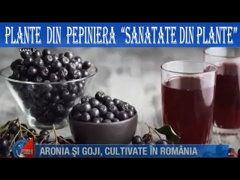 Video: Pepinieră De Fructe Din Nord în Districtul Lomonosov