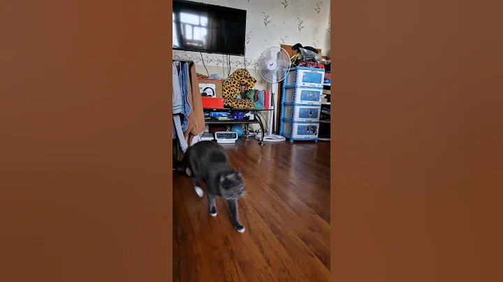 Watch the video about Funny cat and chinchilla #525 #cat #chinchilla #shorts