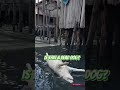 Makoko Would You Swim Here Explore Travel Lagos Nigeria Village Makoko Would You Swim Here Explore Travel Lagos Nigeria Village