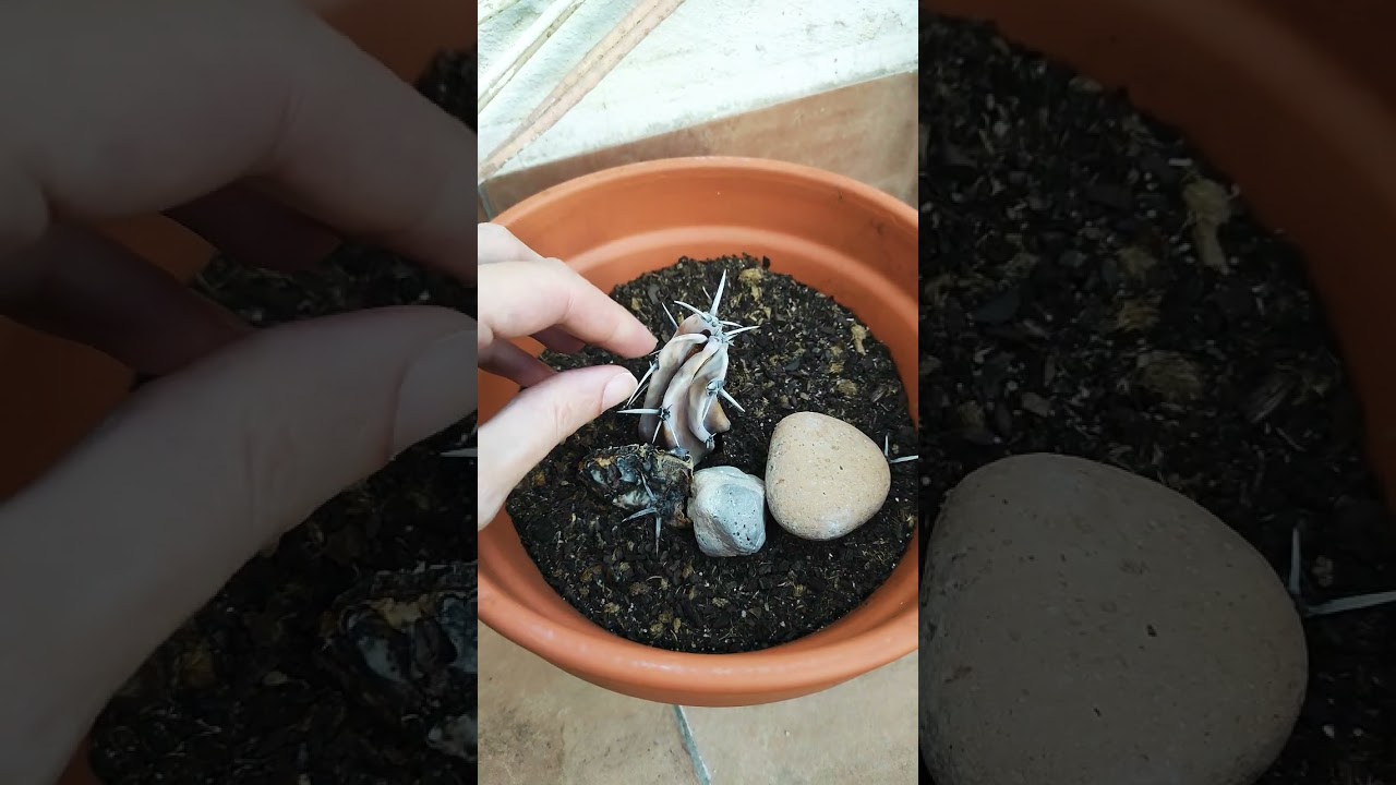 D'un cactus 🌵🐉