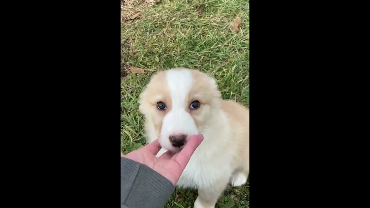 Daphne - AKC Standard Australian Shepherd