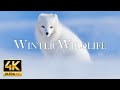 [4K] 11 Hours Of Animals In Winter Wonderland And Soothing Music for Relaxation | Heart Music