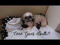 How I helped my  Dog give birth for the first time! (Shihtzu and Lhasa Apso mix)