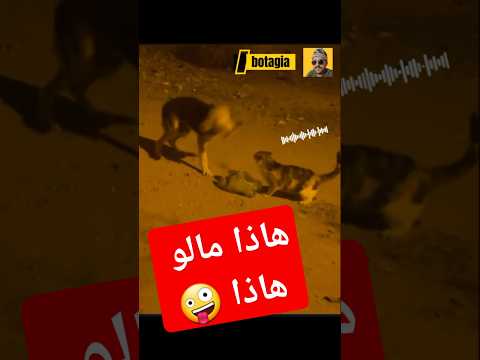 هاذا مالو هاذا
