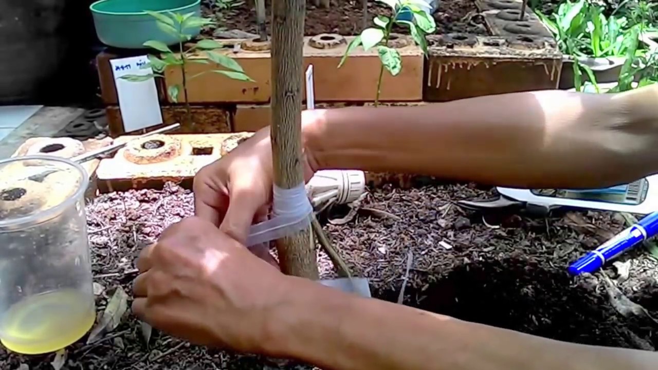 เสริมรากต้นมะนาว อย่างง่าย โตเร็ว ไม่ต้องเสียเวลาเพาะต้นตอจากเมล็ด I เกษตรปลอดสารพิษ