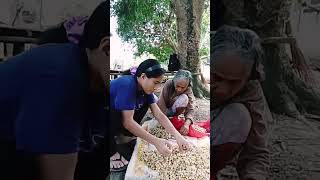 Kunti lang Yung napiling magulang na mani,nagkamali sa pag harvest