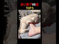 臭い靴下VS猫TOP5 #shorts