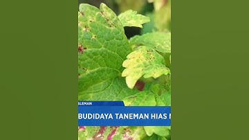 budidaya taneman hias miana