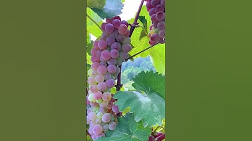 Smart way of harvesting grapes #shorts