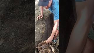 Cute animals behind tree roots #nature #shortvideo