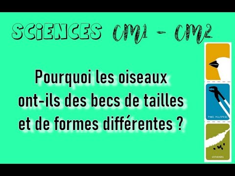 Vidéo: Pourquoi Les Oiseaux Ont-ils Besoin De Couper Leurs Ailes ?